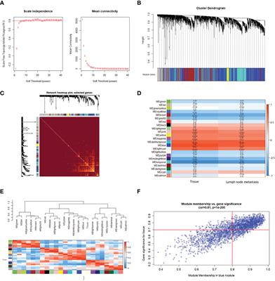 Down-Regulation of Long Non-Coding RNA TINCR Induces Cell Dedifferentiation and Predicts Progression in Oral Squamous Cell Carcinoma